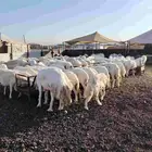 غنم حريات للبيع