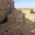 ذره شاميه حبشيه شد جندير تبوك