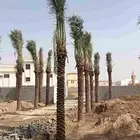 نخل للبيع مثمر جده مكه الطايف