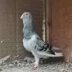 حمام شامي