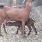 عنز محايلية والد للبيع