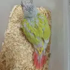 كنيور صن شيك غر