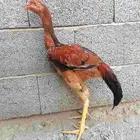 دجاج باكستاني