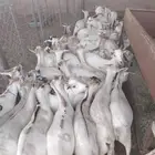 لدينا التيوس الصوماليه المرابي