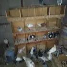حمام مشكل عرض الحبه 10 ريال