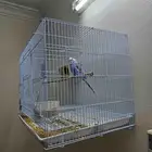 طير حب دكر مع القفص