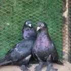 حمام تركي اسود