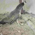 زواج طاووس