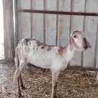 نعجه سواكنيه