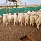 طليان حرية