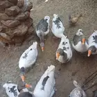 وزن بلدي ذكور