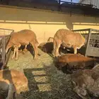 سواكني تربيع جمله وتفريد تيوس صوماليه