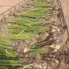 نخيل عربي مثمره
