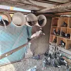 حمام قطايف بالمجارده