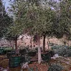 زيون نيبالي