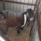 تيس فحل للبيع الموقع الخرج