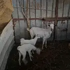 ماشاء الله نعرض على انظاركم مناتيج