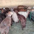 نعيمى وسواكن وبربرى وتيوس