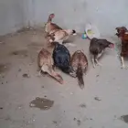 دجاج باكستاني بلجرشي