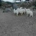 طليان للبيع
