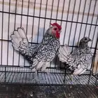 سبرايت