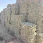 برسيم مخلوط 1600 بلكه