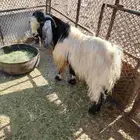 فحل السن توه كاسر ثني حار ومشروط