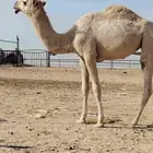 الله يزيد ويبارك 2 قعود 1بكره طيب