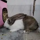 أرنب اليف على السوم