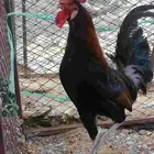 ديك عربي اصيل ديك بلدي