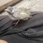 بلبول نهاية غر