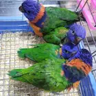 للبيع فروخ غر لوري سعر الحبه 850 للتواصل