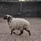 خروف نعيمي 10 شهور فل الفل شحم