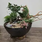 مركن رخام نباتات طبيعية