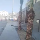 تنسيق الحدائق