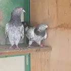 حمام باكستاني