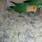 جوز روز