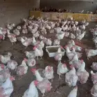 دجاج امهات الوزن 4 كيلو فوق