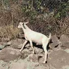 ماعز جدي بعمر تقريبا 6 اشهر بلدي