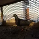 للبيع انثى حمام زاجل كويتي