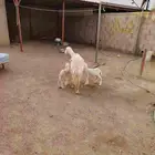 حرية حرش متوم ونعيم وحده مضرع والثانية دافع شرط فحص سونار