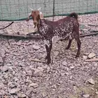 تيوس محايليه ذبائح ثلاجه على مستوى