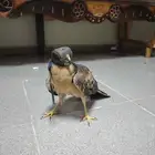 الا عنده معلومه عن الطير يعلمني