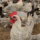دجاج وديوك فيومي للبيع جدة