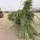 قصب للبيع