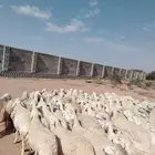 غنم حريه حرش مراح وحد قطعه وحده العداد 100الغنم طيبه ودفيع