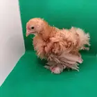 كوشن