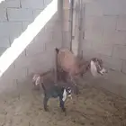 عنز معها اثنين