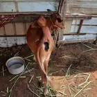 مشاءالله تبارك الله أعرض لكم عجله بلدي صحتها شرط تصلح قنو