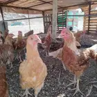 فراريج تركي